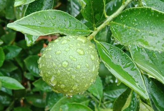 六月降雨，對果樹有什么利和弊？